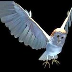 Understanding Jareth the Goblin King: How he can help us succeed in life – (Part 1) - http://vlnresearch.com/understanding-jareth-the-goblin-king-part-1 Goblin King Jareth CG barn owl form image